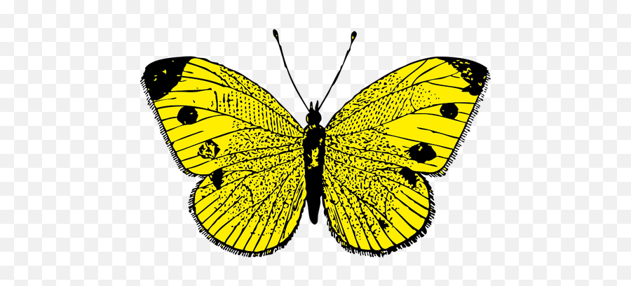 Vector Image Of Black And Yellow Butterfly - Clip Art Yellow Butterfly Emoji,Chicken Wing Emoji
