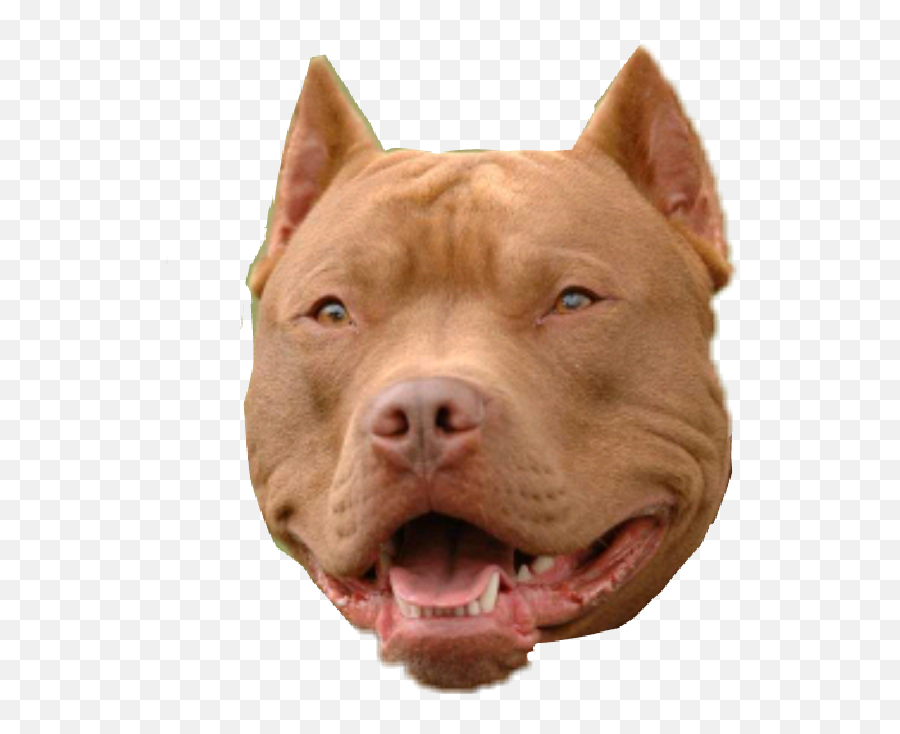 Dog Pitbull Sticker - Black Pitbull Whit Chane Emoji,Pitbull Emoji