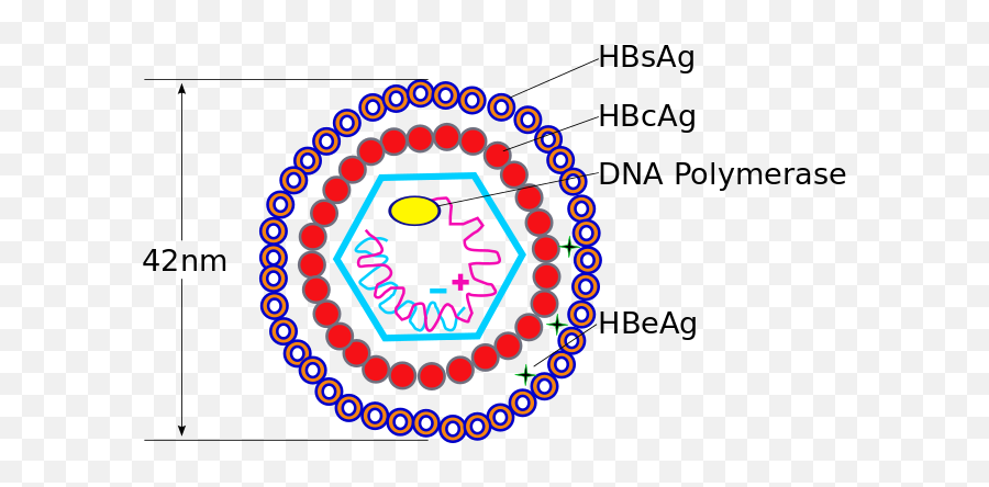 Hepatitis B Virus V2 - Virus Hepatitis B Emoji,Microscope Emoji
