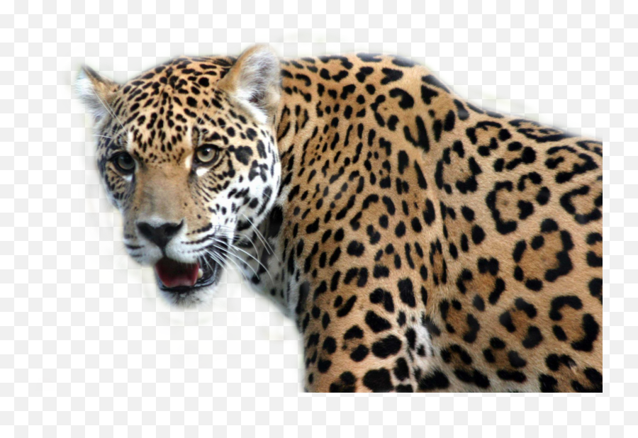 Trending Jaguar Stickers - Tropical Rainforest Animals Png Emoji,Jaguar Emoji