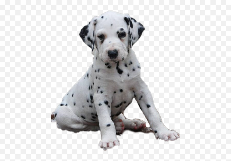 Cute Dalmatian - Dalmatian Emoji,Dalmatian Emoji