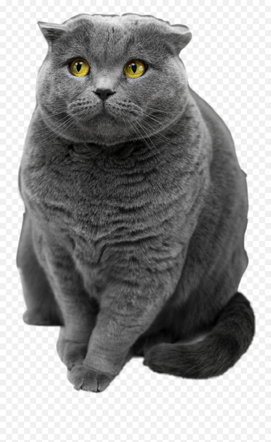 Cat Greycat Sticker - Cat Breeds Emoji,Grey Cat Emoji