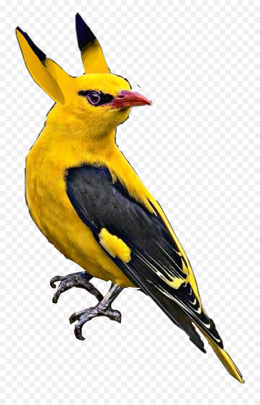 Sticker - Coraciiformes Emoji,Oriole Emoji