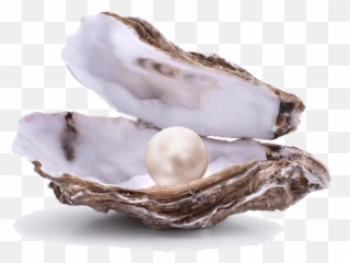 Transparent Pearls Clam Transparent Png Clipart Free - Open Oyster With Pearl Emoji,Oyster Emoji
