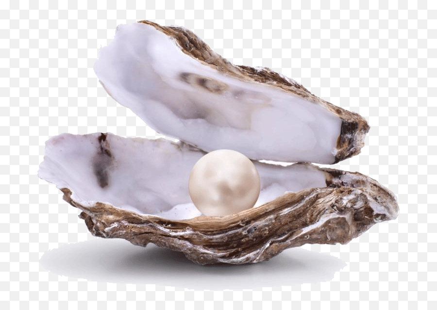 Transparent Pearls Clam Transparent Png Clipart Free - Open Oyster With Pearl Emoji,Oyster Emoji