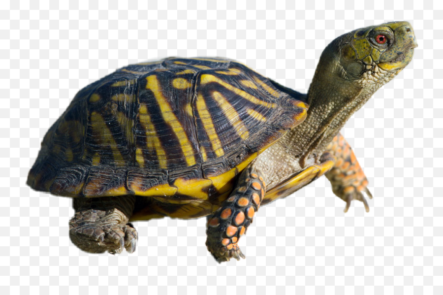 Turtles Stickers - Turtle Animal Emoji,Awkward Turtle Emoji