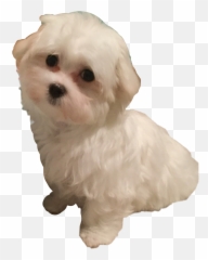 Maltese Sadie Freetoedit - Emoji