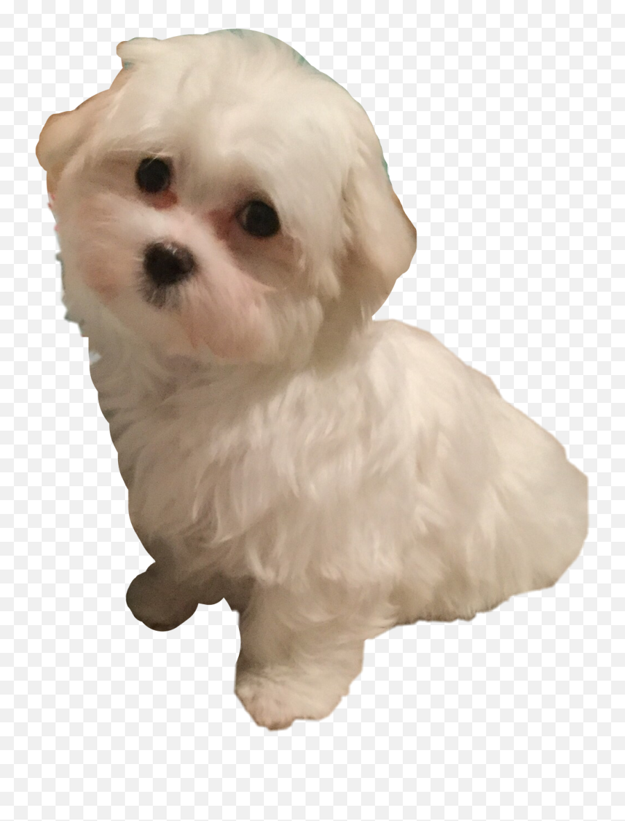 Maltese Sadie Freetoedit - Maltese Emoji,Maltese Emoji