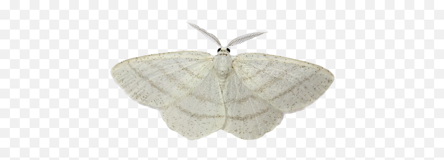 Moth White Transparent Png Clipart - White Moth Transparent Background Emoji,Moth Emoji