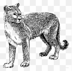 Cougar Coloring Pages Cougar Bpng - Mountain Lion Cliip Art Emoji,Cougar Emoji