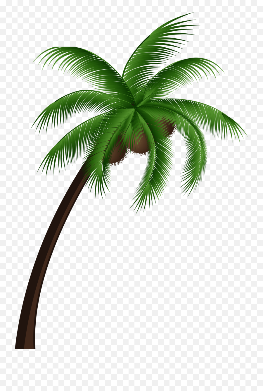 Coconut Palm Tree Png Clip Art - Clip Art Coconut Tree Png Emoji,Palm Tree Emoji