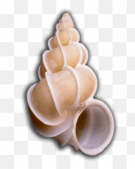 Epitonium - Ice Cream Emoji,Conch Shell Emoji