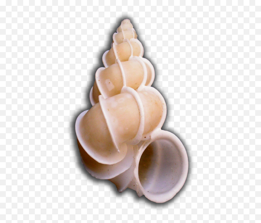 Epitonium - Ice Cream Emoji,Conch Shell Emoji