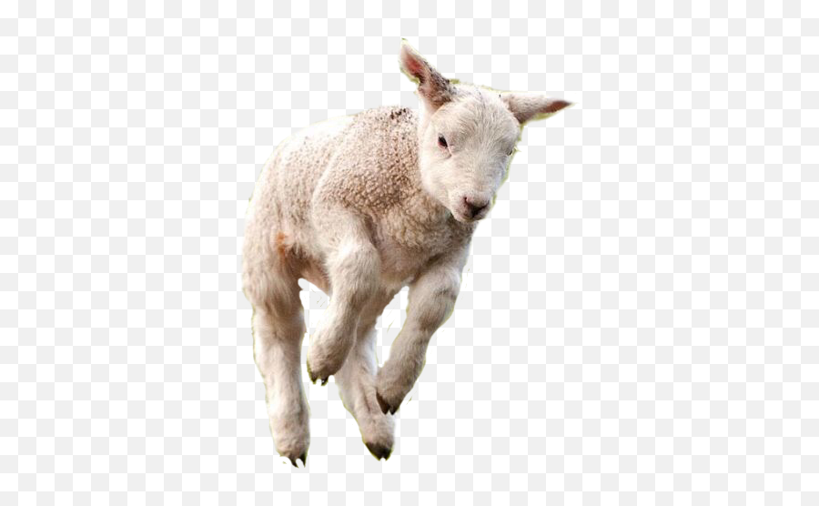 Sfghandmade Stickers Sheep Lamb Animals - Lamb Jumping Emoji,Lamb Emoji