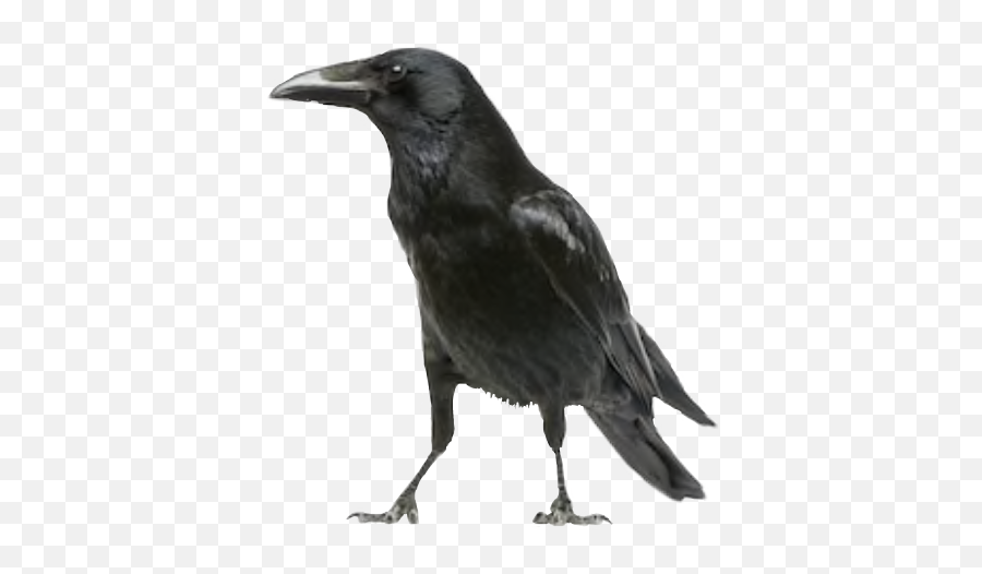 Raven Crow Bird Sticker - Philippine Crow Emoji,Raven Bird Emoji