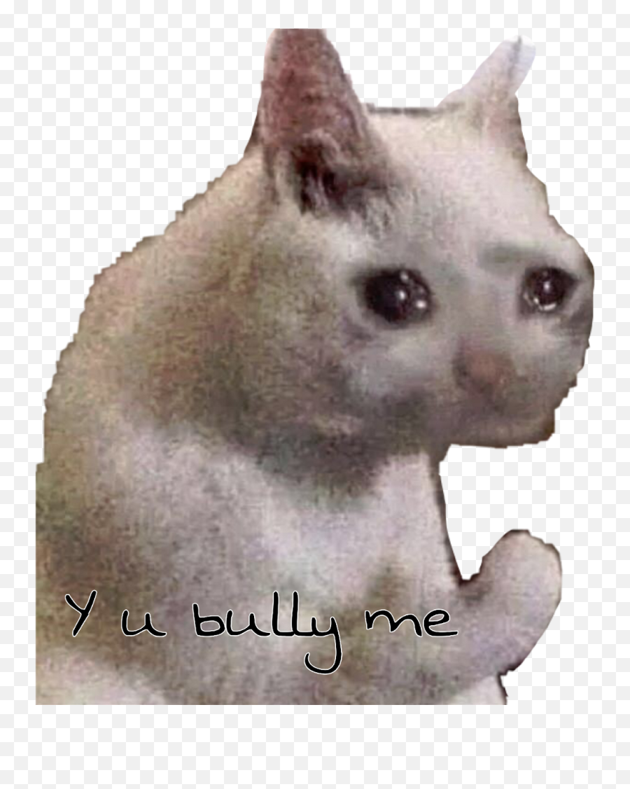 Download Sad Cat Pictures Meme Png U0026 Gif Base - Gato Sad Meme Png Emoji,Crying Cat Emoji