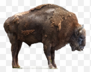 Buffalo - Photography Emoji