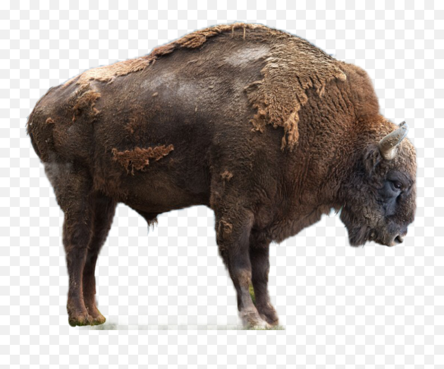 Buffalo - Photography Emoji,Bison Emoji