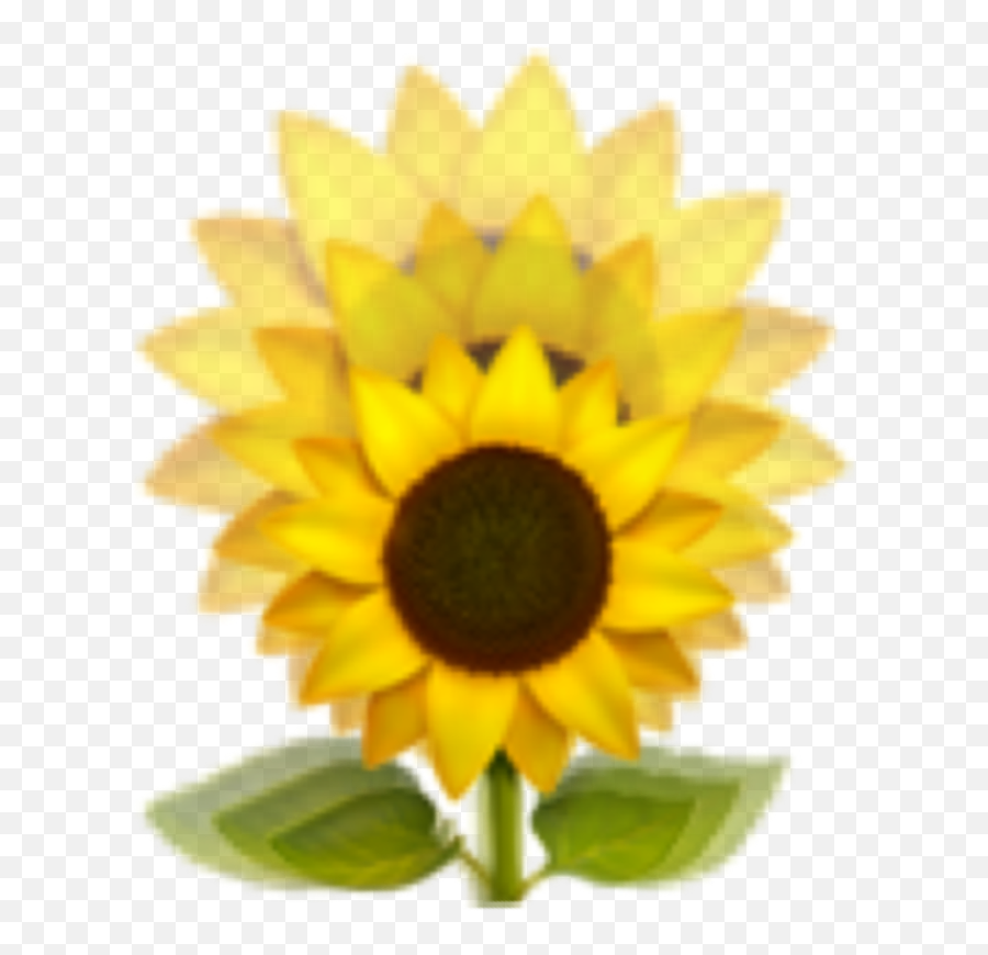 Sunflower Emoji Yellow Sunflowersgalore Freetoedit - Portadas De Cuadernos Con Girasoles,Sunflower Emoji