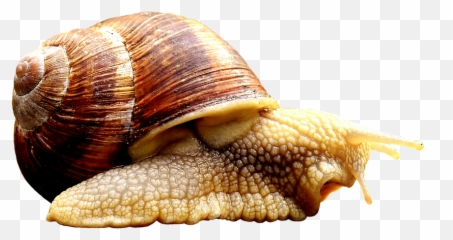 Snail Animal House - Animals That Crawl Png Emoji,Conch Shell Emoji