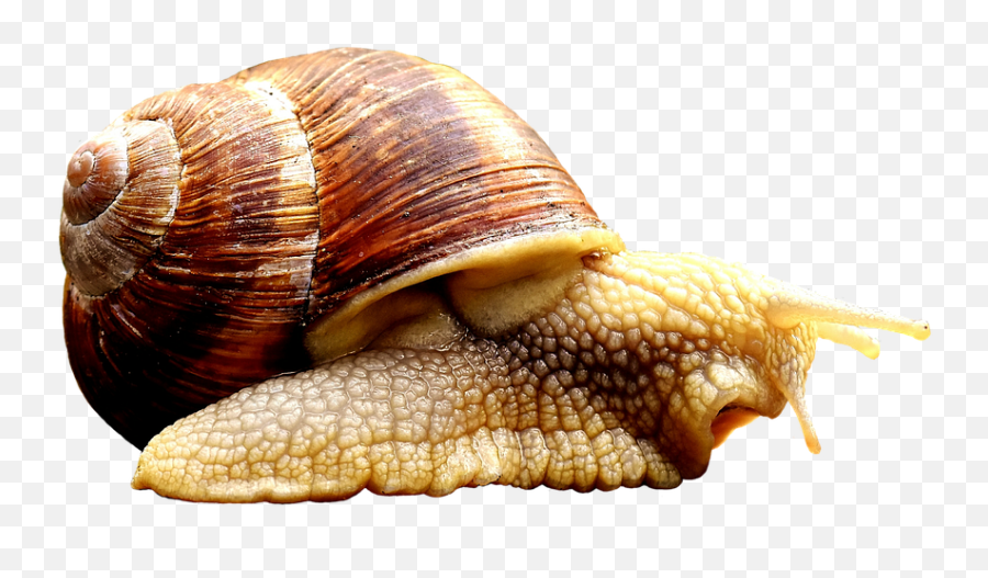 Snail Animal House - Animals That Crawl Png Emoji,Conch Shell Emoji