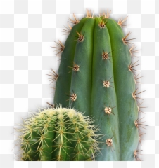 Cactus Plants In Desert - Clip Art Library Cactus Png Transparente Emoji,Succulent Emoji