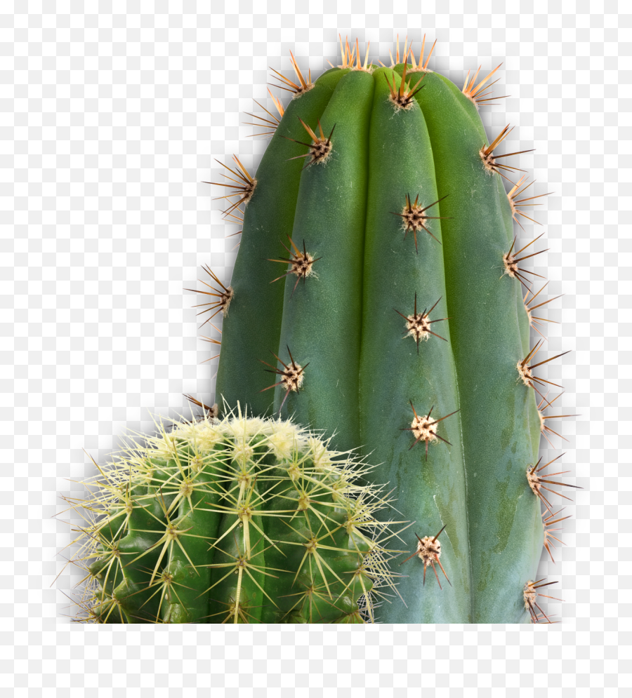 Cactus Plants In Desert - Clip Art Library Cactus Png Transparente Emoji,Succulent Emoji