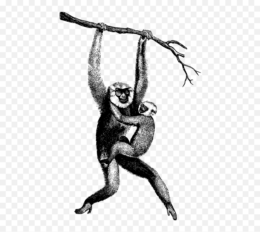 Free Ape Monkey Vectors - Gibbon Clipart Emoji,Shocking Face Emoticon
