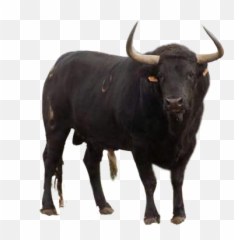 Popular And Trending Ox Stickers - Buffalo Eye 3d Model Emoji,Ox Emoji