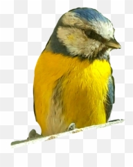 Mesange Oiseau - Atlantic Canary Emoji,Oriole Emoji