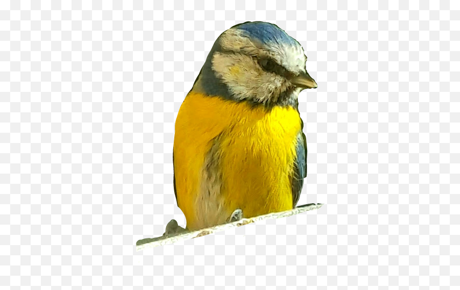 Mesange Oiseau - Atlantic Canary Emoji,Oriole Emoji