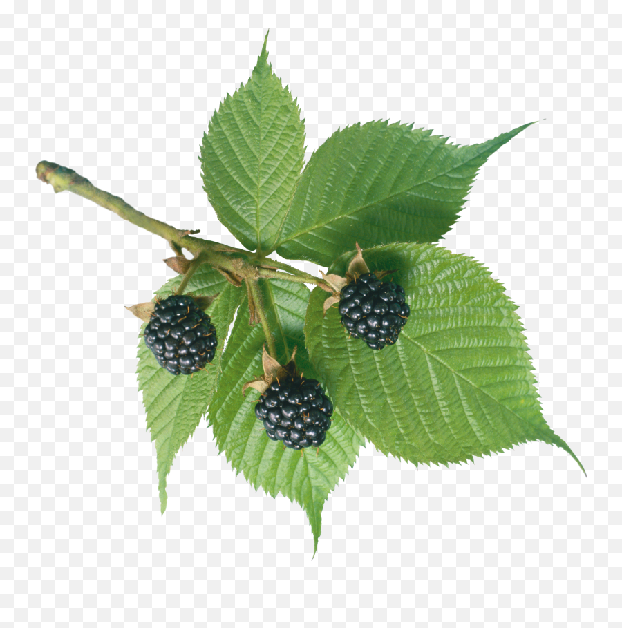 Blackberry Png - Mulberry Tree Transparent Background Emoji,Member Berry Emoji