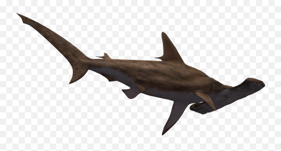 Hammerhead Shark Transparent - Hammerhead Shark Transparent Background Emoji,Shark Fin Emoji