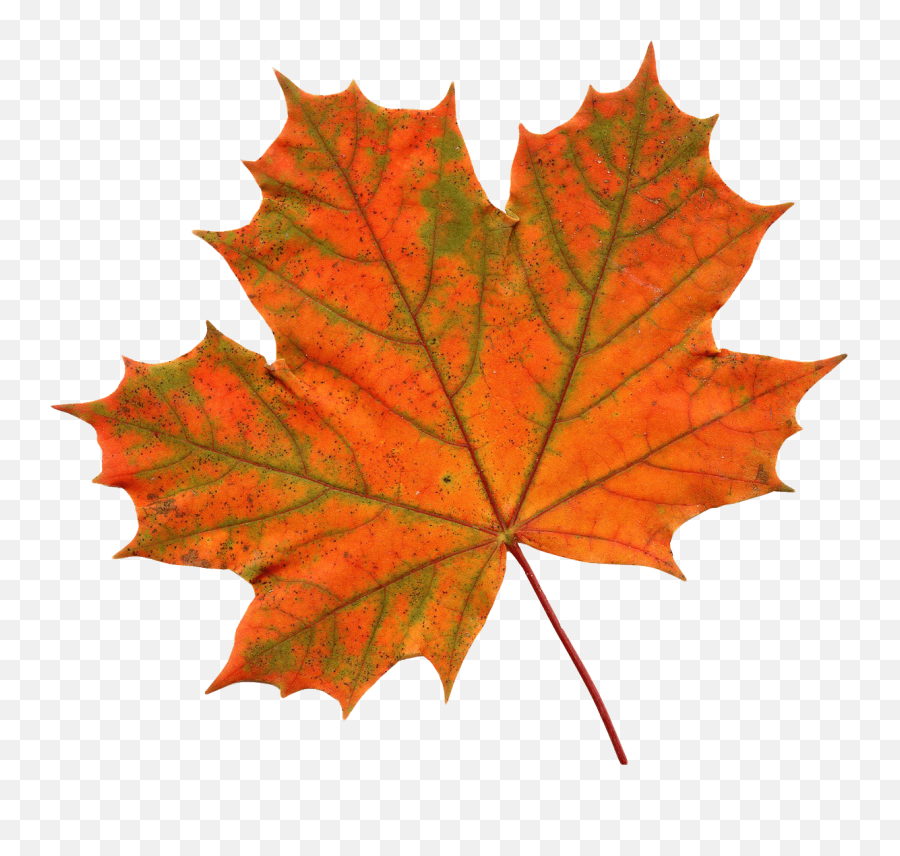 Leaves Clipart Transparent Background - Maple Leaf Png Transparent Emoji,Maple Leaf Emoji