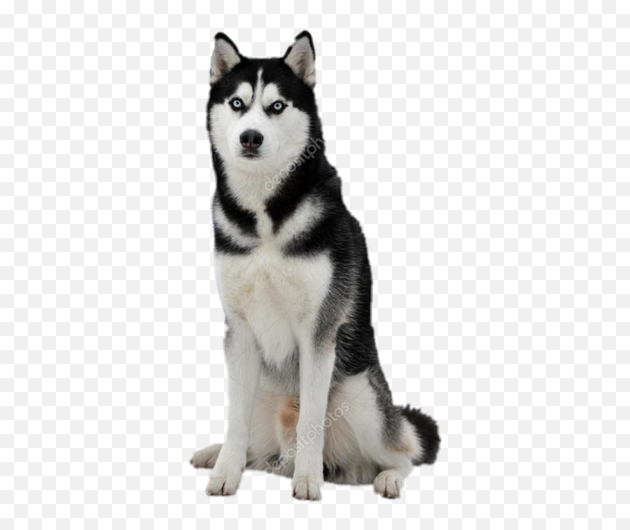 Husky Dog Huskydog - Sticker By Diamond Sakhalin Husky Emoji,Husky Emoji