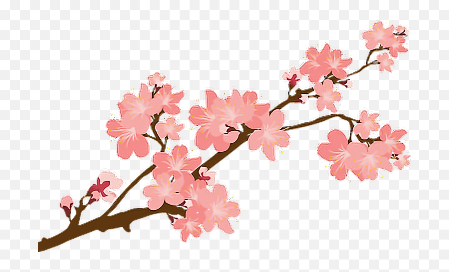 Sakura Sakuras Flower Flowers Cherry - Transparent Background Cherry Blossom Clipart Emoji,Sakura Blossom Emoji