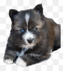 Get In Touch - Platinum Pomskies Companion Dog Emoji,Pup Emoji