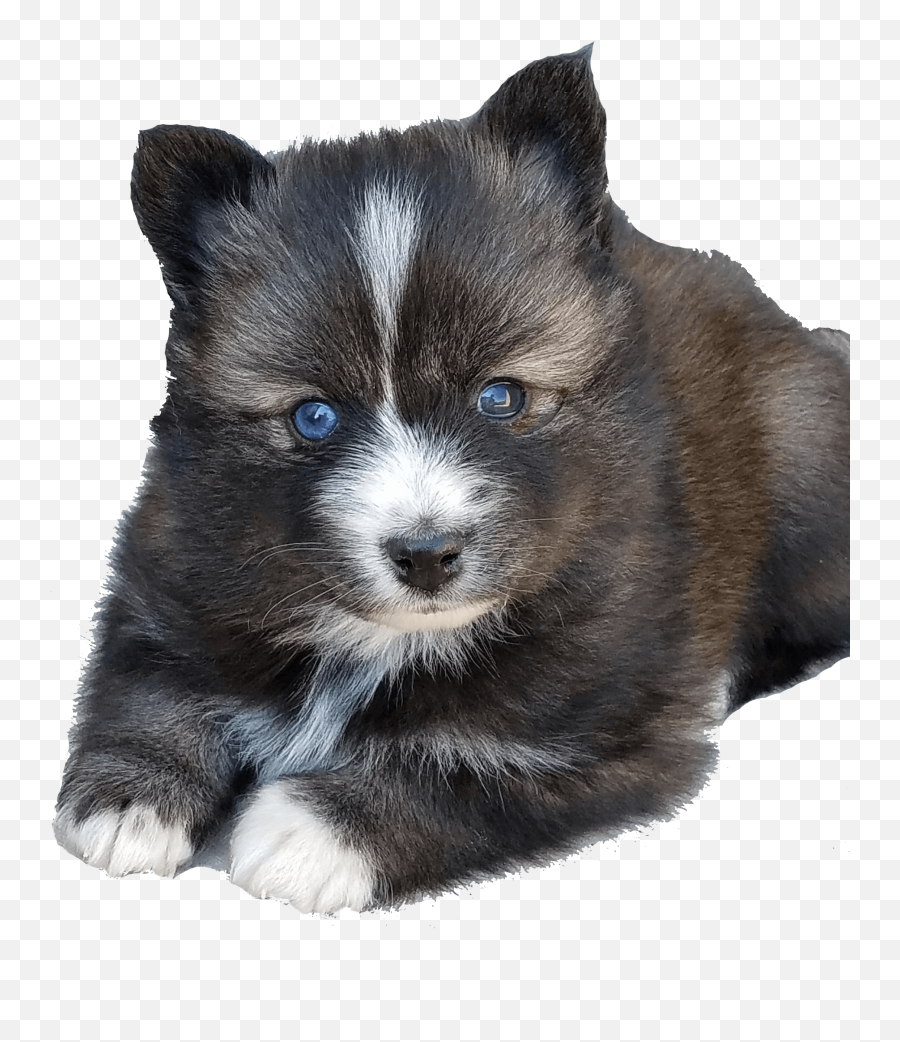 Get In Touch - Platinum Pomskies Companion Dog Emoji,Pup Emoji