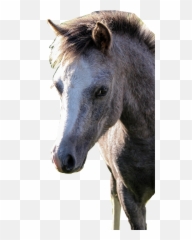 The Newest Colt Stickers On Picsart Emoji,Colts Emoji