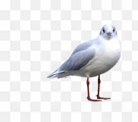 Seagull Bird Birdphotography Sticker By Cheri - Common Gull Emoji,Seagull Emoji
