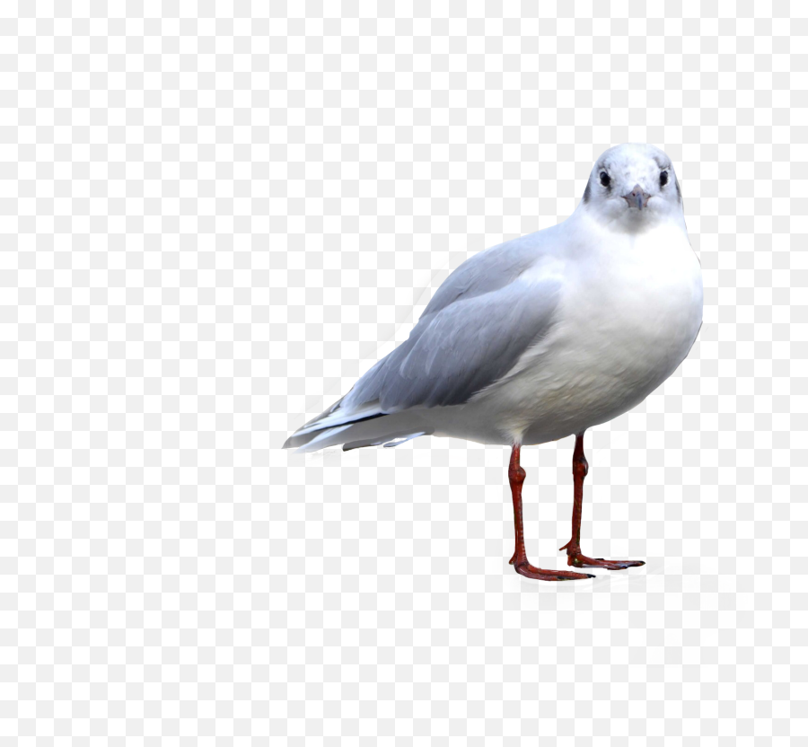 Seagull Bird Birdphotography Sticker By Cheri - Common Gull Emoji,Seagull Emoji