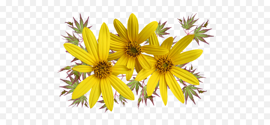 Discover And Download Free Images - Pixabay Woodland Sunflower Emoji,Asparagus Emoji