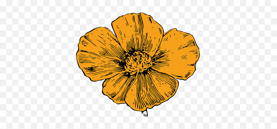 200 Free Yellow Flowers U0026 Flower Vectors - Pixabay California Poppy Drawing Emoji,Hibiscus Emoji